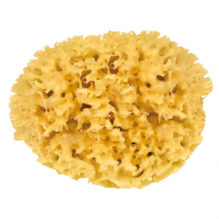 Natural sea sponge 10cm